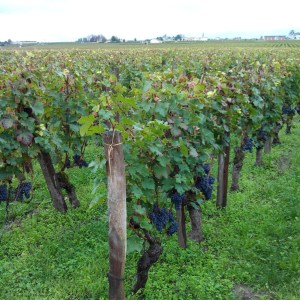 Vignes-Cheval-Blanc