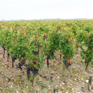 crédit photo : Simon Robert