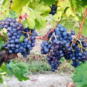 vigne Château Soutard Foodwineandstyle