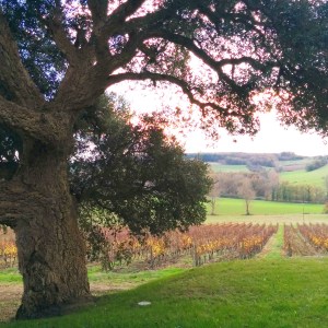 Vignes Armagnac Château de Mons