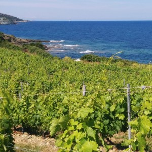 Corse vignes pieretti