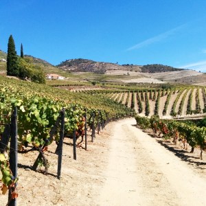 vignoble du Douro Foodwineandstyle